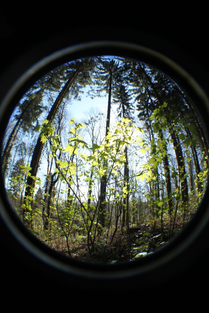 Photograph of woodland.